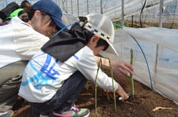 アスパラガスを収穫する親子（長野県伊那市で）