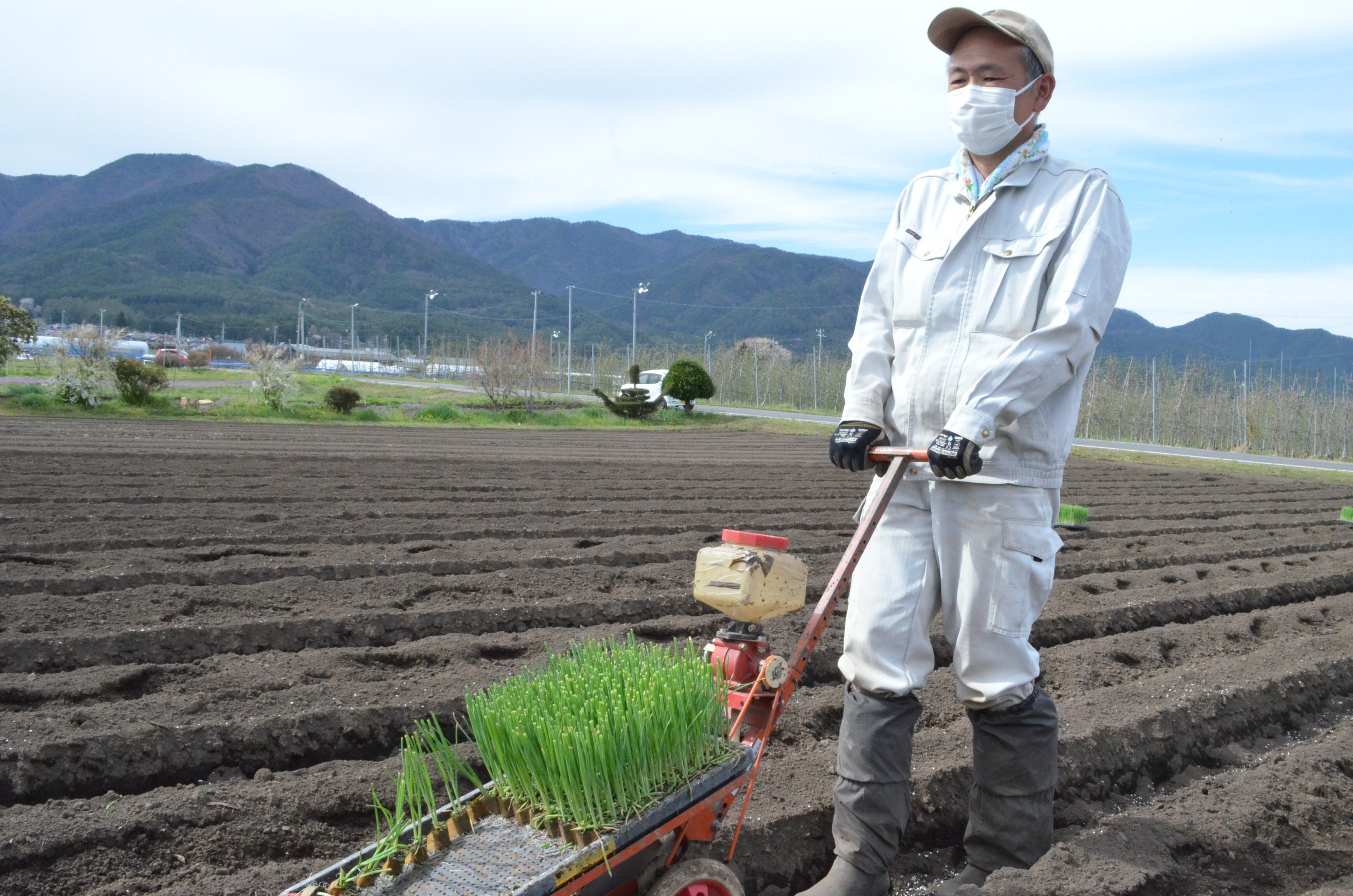 白ネギ定植作業最盛期 販売高10億円へ意欲 | 県内JAの話題 | JA長野