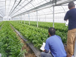 生育状況を確認する生産者ら（長野県安曇野市で）