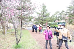 ピンク色の花びらの花桃を見る部員（長野県富士見町で）