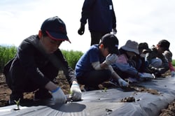 ブロッコリー苗を丁寧に植え付ける児童（長野県伊那市で）