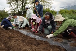 ジャガイモを定植する女性部富士見町ブロックの部員ら