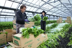 早朝からセルリーの収穫作業を行う矢島さん家族（長野県茅野市で）