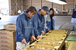 糖度や着色をチェックする部会役員ら