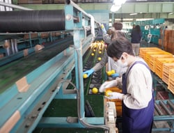 傷の有無を確認し選果機にレモンを流す選果員ら（安曇野市三郷）