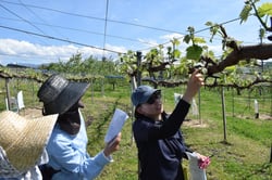ブドウの芽かきを学ぶ参加者ら（長野県中野市で）