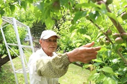 飯田小梅を収穫する久保田さん（長野県飯田市で）