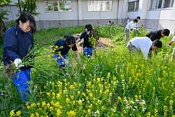 外来植物「ハルザキヤマガラシ」を駆除する白馬中学校SDGsサークルのメンバーら（長野県白馬村で）