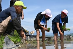 「こんな山辺にするじゃん会」のメンバーに教わりながら田植えをする児童たち（１２日、長野県松本市で）