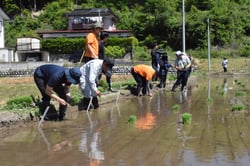 試験地で条件を統一して田植えをする職員ら（長野県伊那市で）