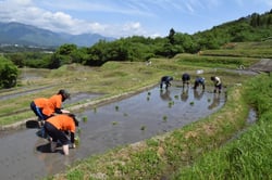 美しい農村景観を守る「飯沼の棚田」の田植え（長野県中川村で）