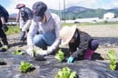野菜苗の定植をする参加者（安曇野市堀金）