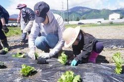 野菜苗の定植をする参加者（安曇野市堀金）