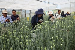 ２回切りカーネーションのほ場を審査する審査員（長野県富士見町で）