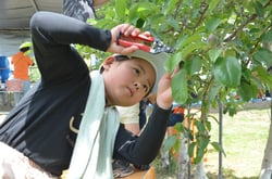 中心果を残して摘果をする参加者（長野県宮田村で）
