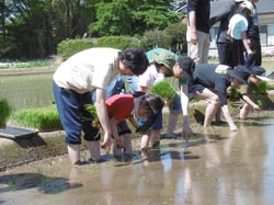 田植えを体験する親子（長野県伊那市で）