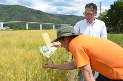 「適期収穫チャート」で生育を確認するＪＡ担当職員ら（長野県飯島町で）