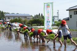 ロープに沿って「コシヒカリ」を植える児童ら（長野県箕輪町で）