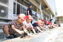 大きく育つように願いを込めてさつまいもの苗を植える湖南小１年生（長野県諏訪市で）
