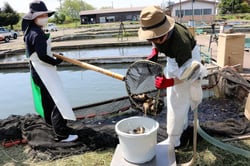 親鮒を配る担当者（５月１９日、佐久市で）