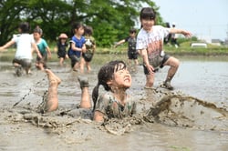 田んぼに飛び込み代かきをする園児たち（２０日、長野県松本市にて）