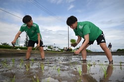 田植えをする選手たち（２４日、長野県松本市で）