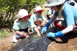 女性部員の指導でサツマイモを定植する園児（長野県飯田市で）