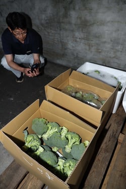 試験するブロッコリーの出荷形態を確認する職員（長野県原村で）