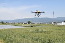 省力化が期待できるドローンでの散布作業（長野県南箕輪村で）