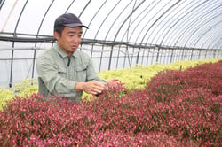 出荷本格化を迎えるサマーチェリーの品質を確認する日達さん（長野県原村で）