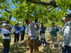 摘蕾技術を学ぶ南信州担い手研修生ら（長野県高森町で）