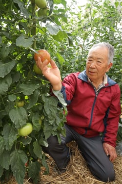 出荷を控える大玉トマトの生育を見守る小泉さん（長野県諏訪市で）