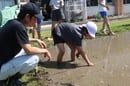田植えをする児童を見守る青年部員（長野県飯田市で）