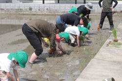 親子で楽しんだ田植え作業（長野県飯田市で）