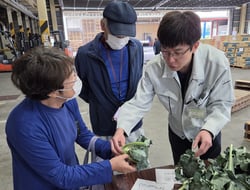 ブロッコリーの出荷規格を確認する生産者（２日、長野県松本市にて）