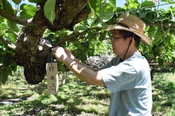 選んだ区画に木札を付けるオーナー（長野県箕輪町で）
