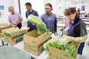 セルリーの出荷規格を確認する生産者（長野県原村で）