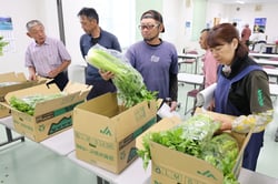 セルリーの出荷規格を確認する生産者（長野県原村で）