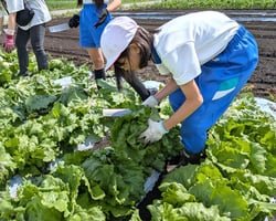 レタスを収穫する児童（長野県塩尻市で）