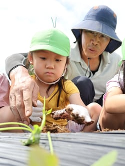 百瀬部長（右）と園児（左）一つひとつ丁寧に植え付ける（８日、長野県東筑摩郡山形村で）