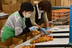 荷造りをする選果場の担当者（長野県長野市、６月１１日）