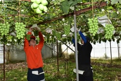 ぶどうの房切りを体験する新入職員（須坂市のほ場にて）