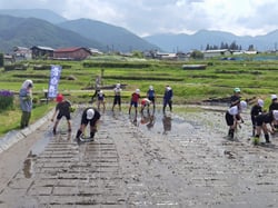 田植えを体験する児童