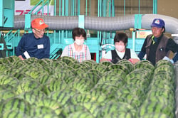 共選所に持ち込まれたすいか（１１日、長野県松本市で）