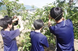 摘果作業を体験する生徒ら（松本市梓川）