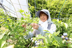丁寧にブルーベリーを収穫する塩沢さん（長野県飯田市で）