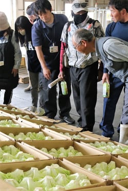 規格を確認する生産者（５月２５日、御代田町で）