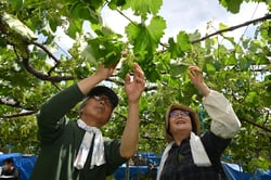 房切りを行う参加者（６日、東筑摩郡生坂村で）