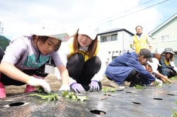 ＪＡ役職員らと協力してサツマイモの苗を植える豊田小の児童（長野県諏訪市で）