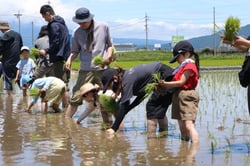 田植をする参加者（６月６日、佐久市で）